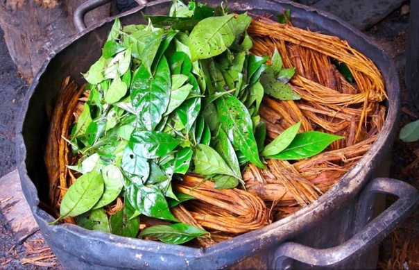 Ayahuasca in Peru